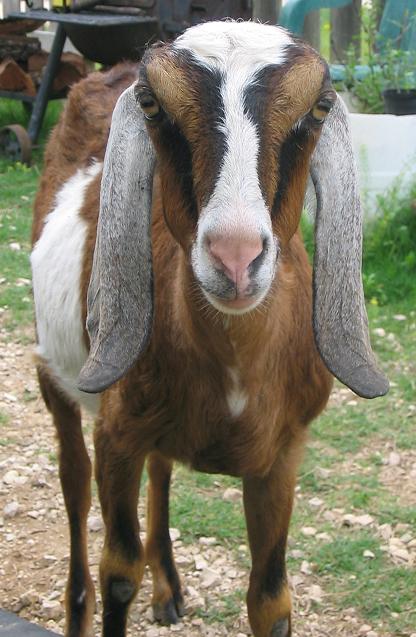 Annie Oakleaf, Nubian Dairy Goat